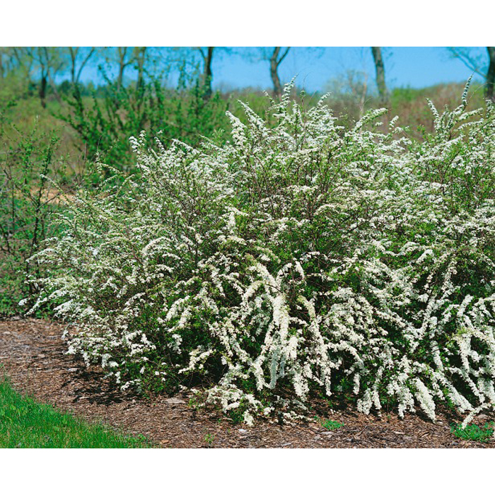 Planta Norsk brudspirea Omnia Garden 20-40cm Krukodlade
