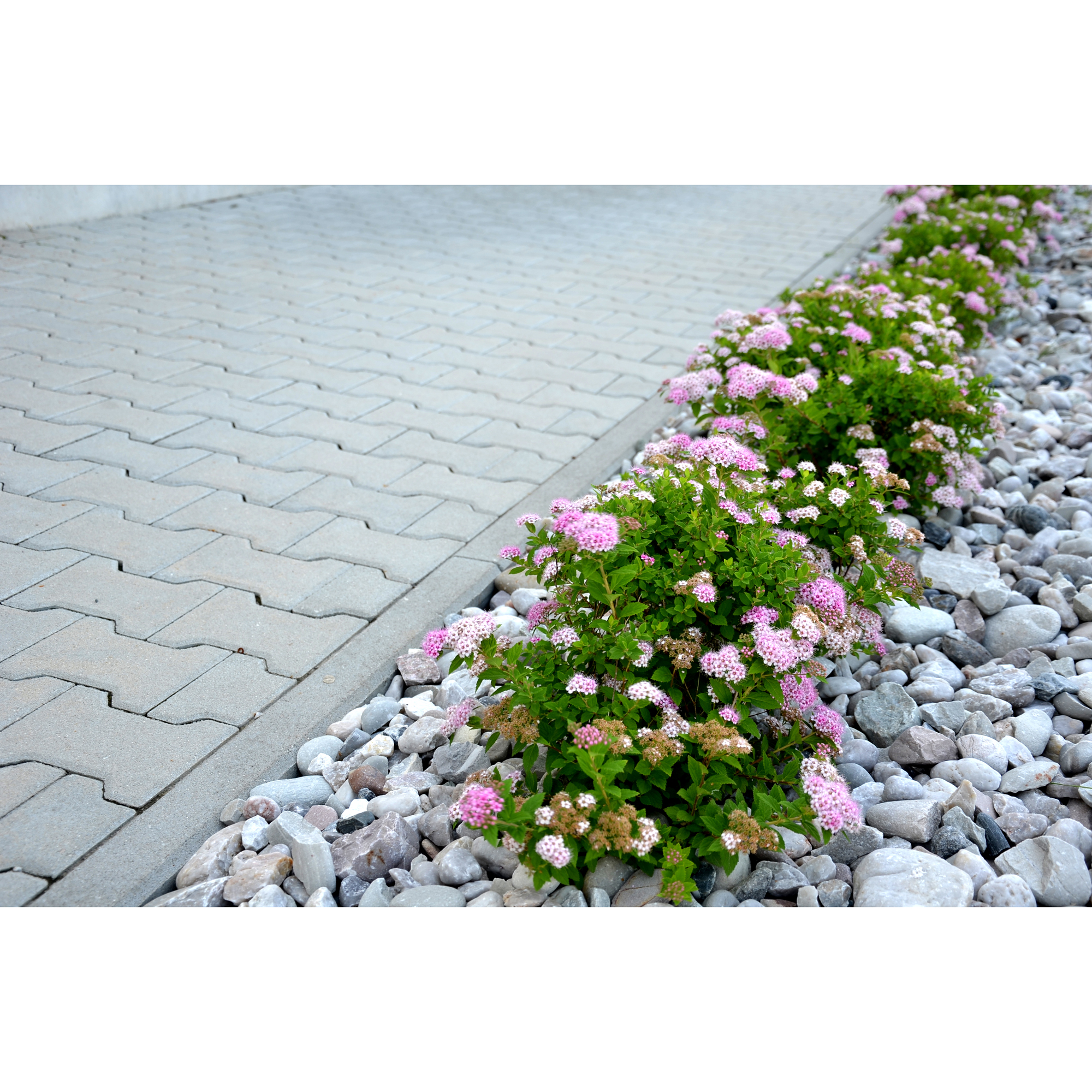 Planta Dvärgpraktspirea Omnia Garden 10-20cm, Krukodlade