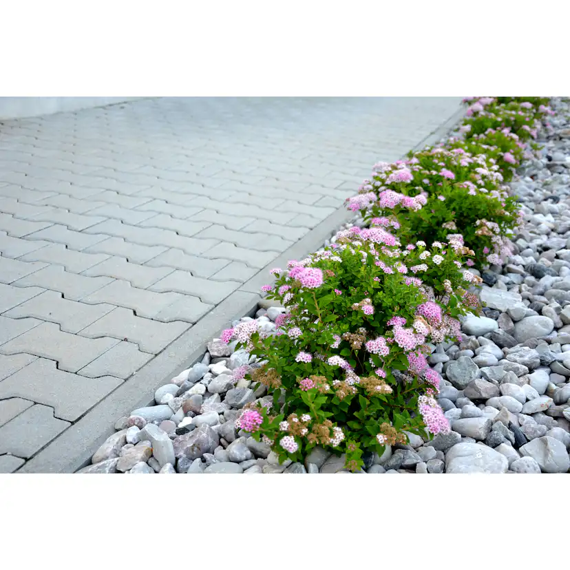 Planta Dvärgpraktspirea Omnia Garden 10-20cm, Krukodlade