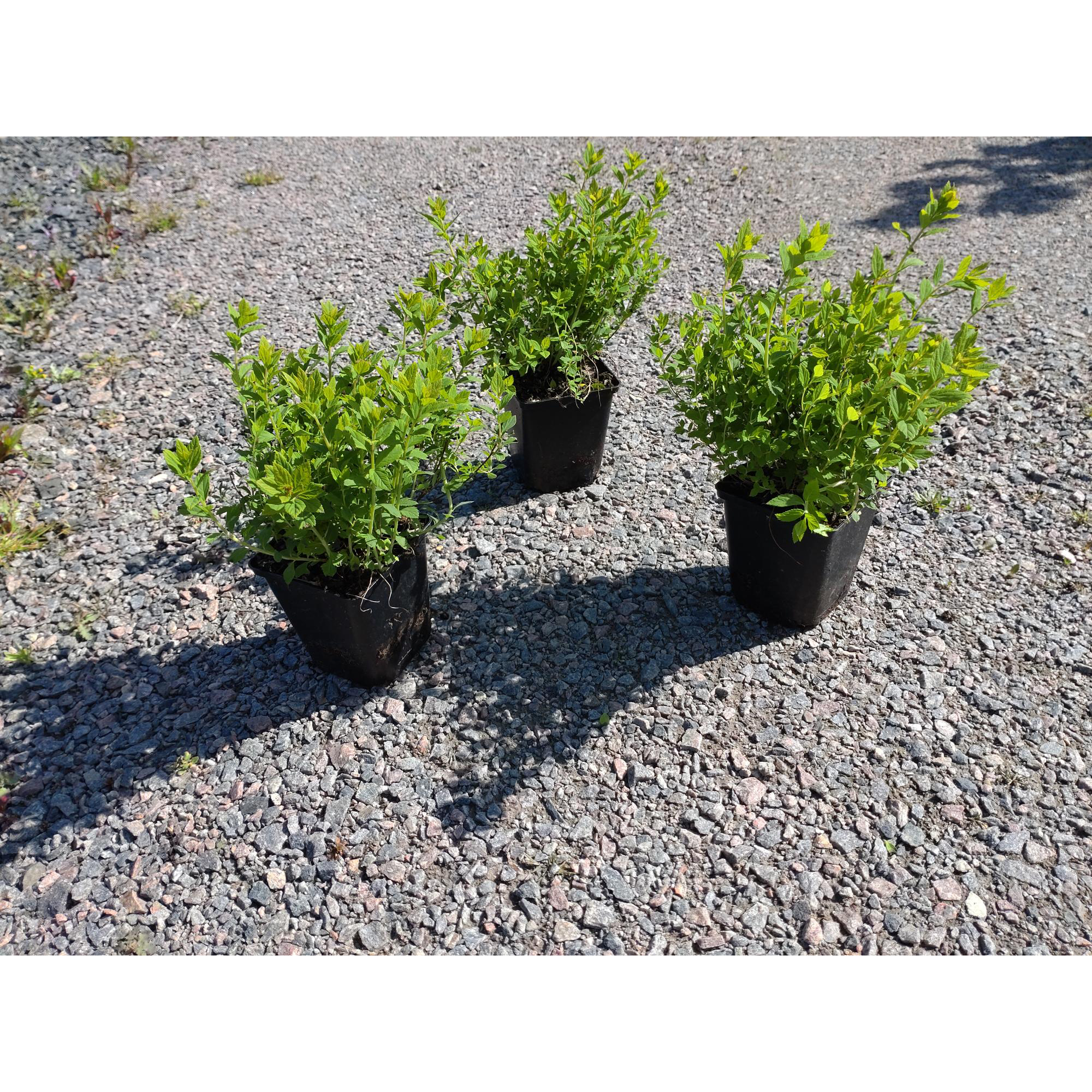 Planta Dvärgpraktspirea Omnia Garden 10-20cm, Krukodlade