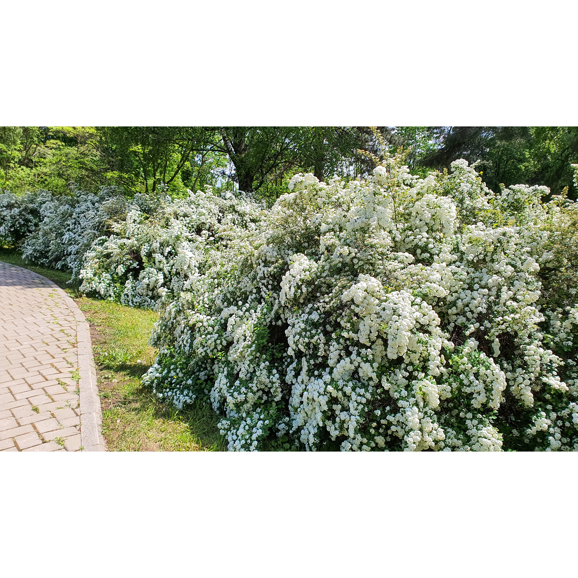 Planta Bukettspirea Omnia Garden 30-50cm Krukodlade