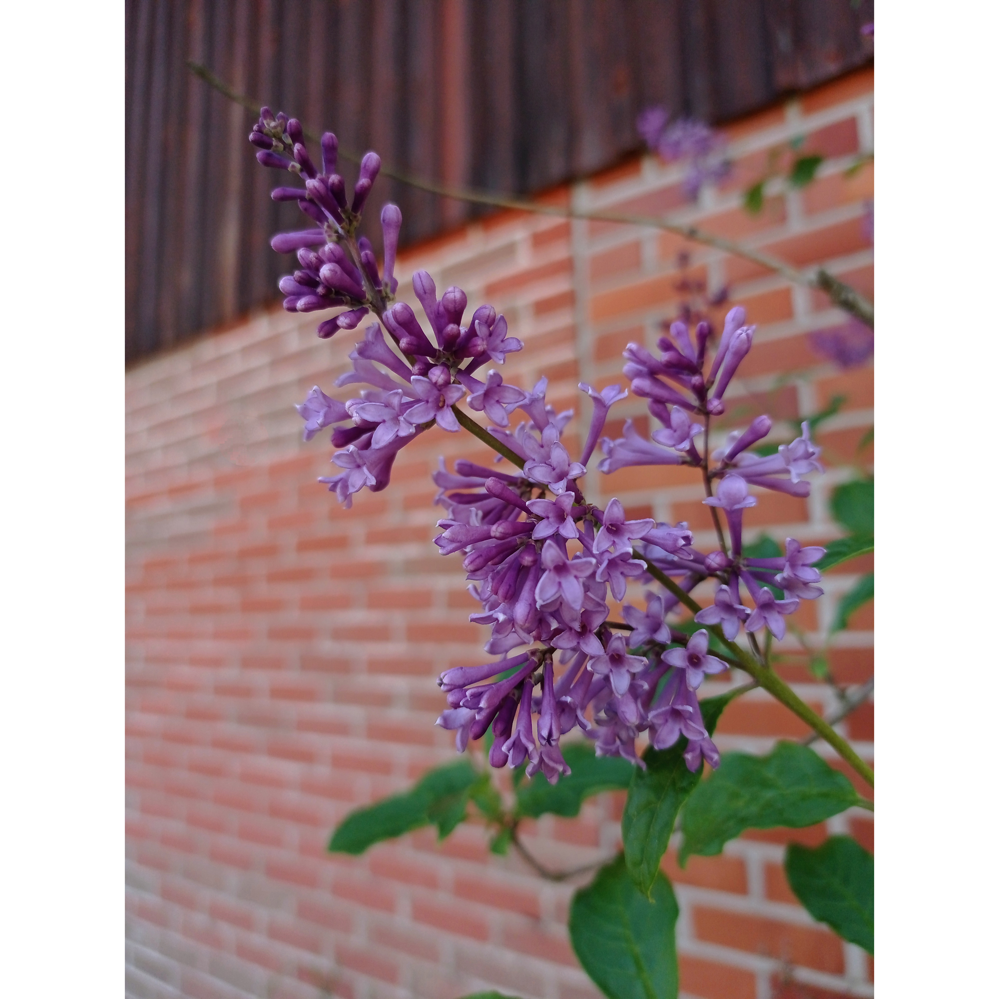 Häck Omnia Garden Ungersk Syrén "Oden E"