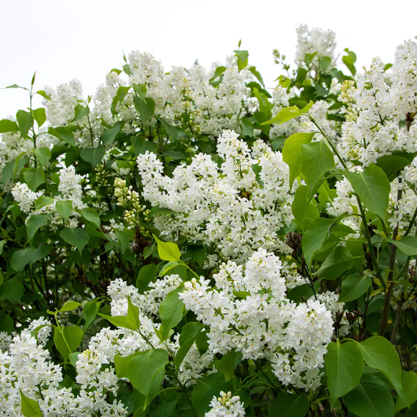 Planta Vit Syrén Omnia Garden 20-40 cm, Krukodlade