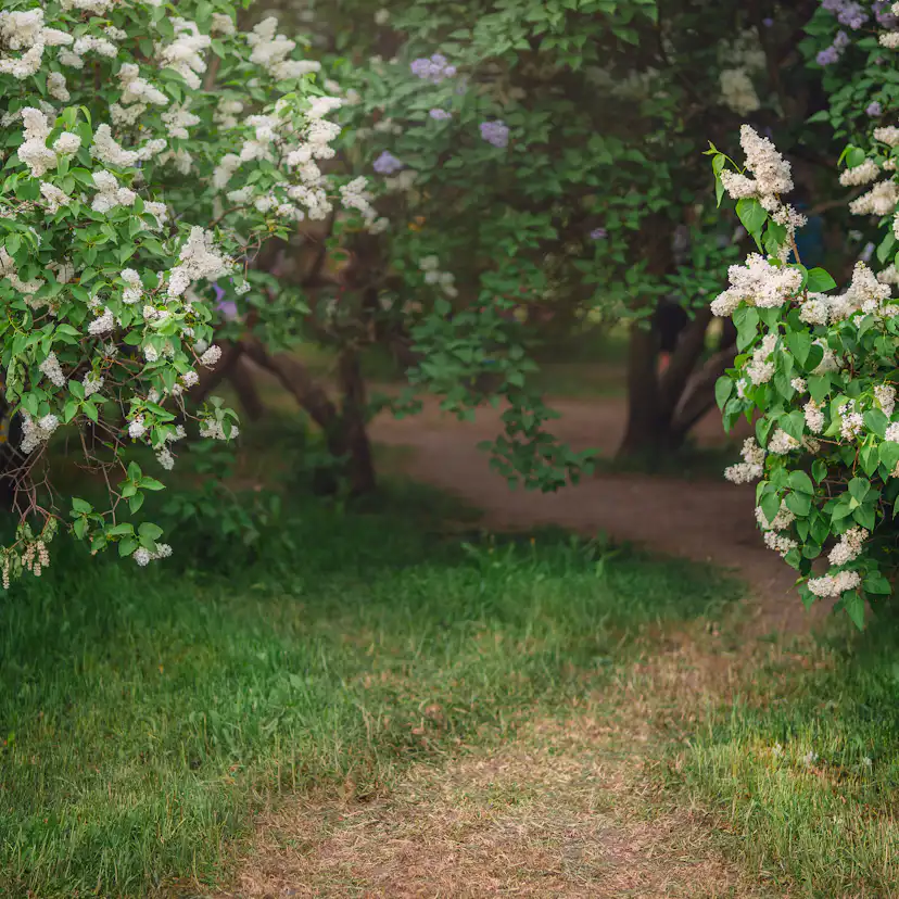 Planta Vit Syrén Omnia Garden 20-40 cm, Krukodlade