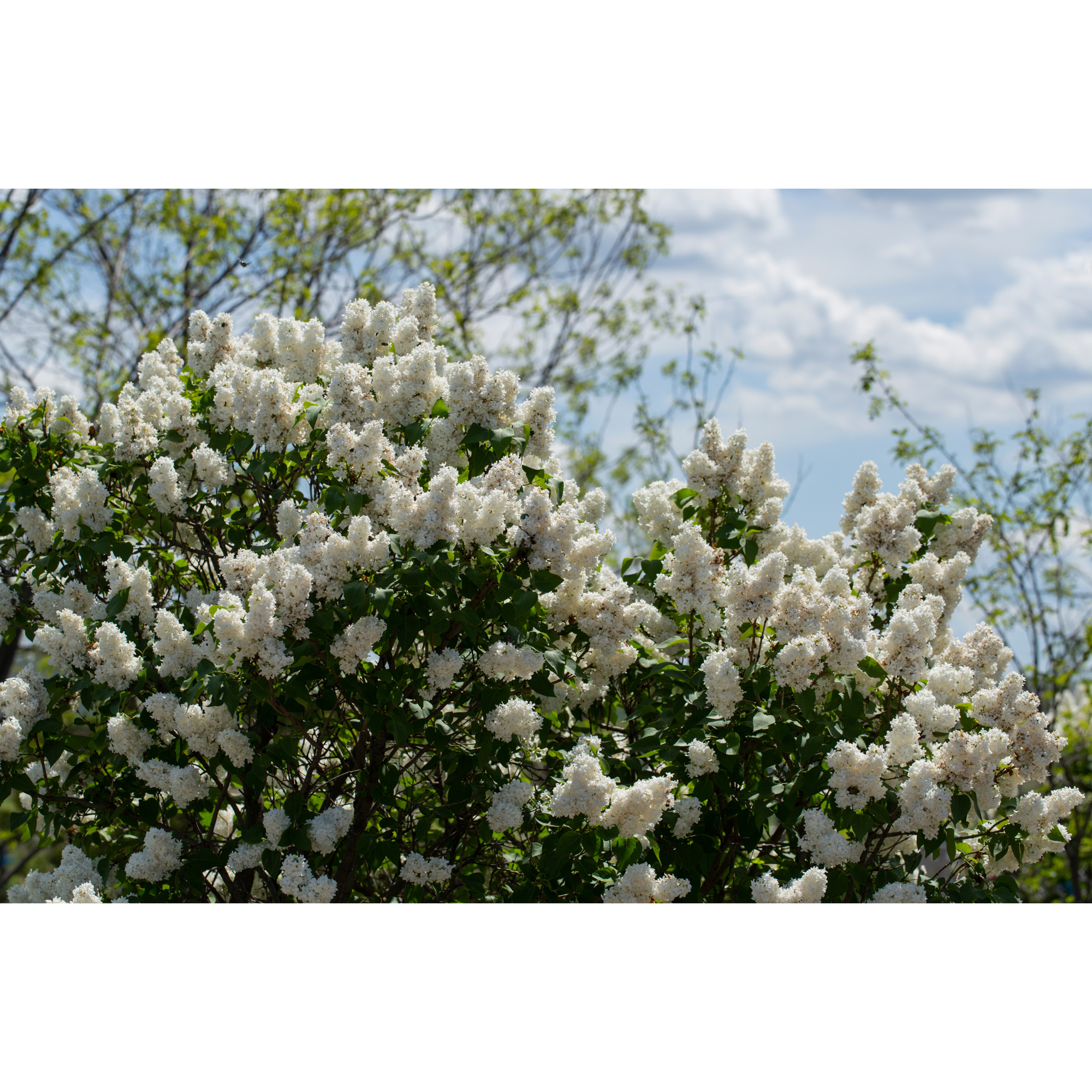 Planta Vit Syrén Omnia Garden 20-40 cm, Krukodlade