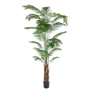 Konstväxt Mr Plant Areca Palm