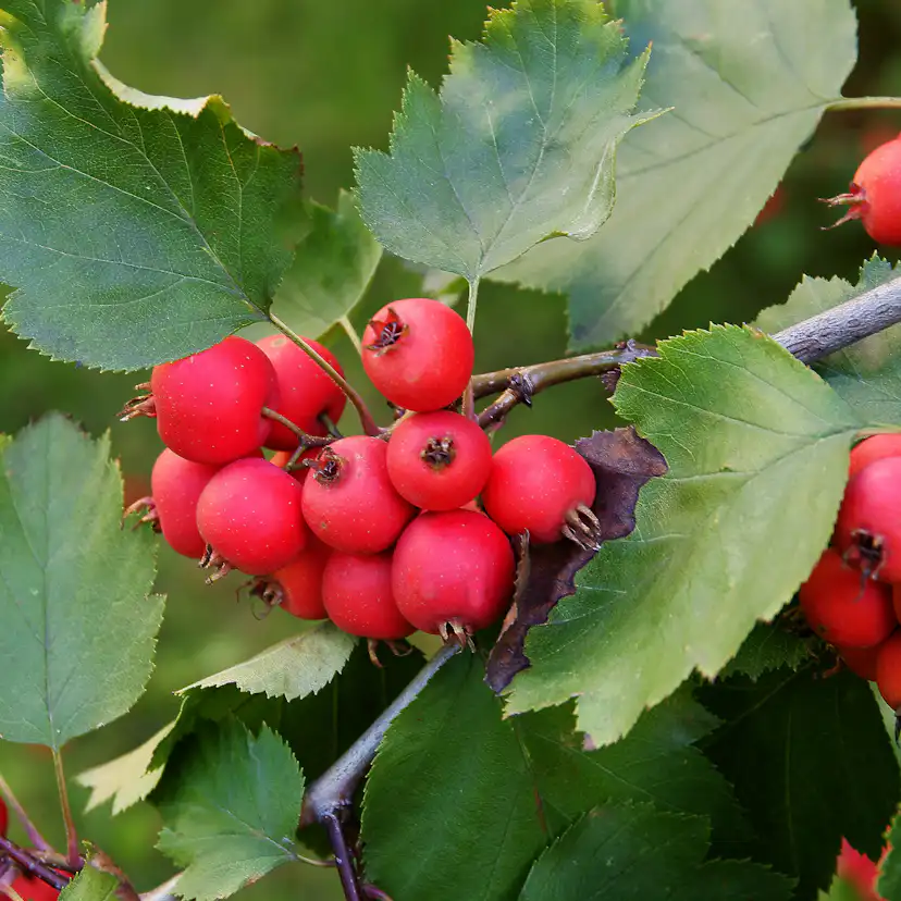 Häck Omnia Garden Häckoxel