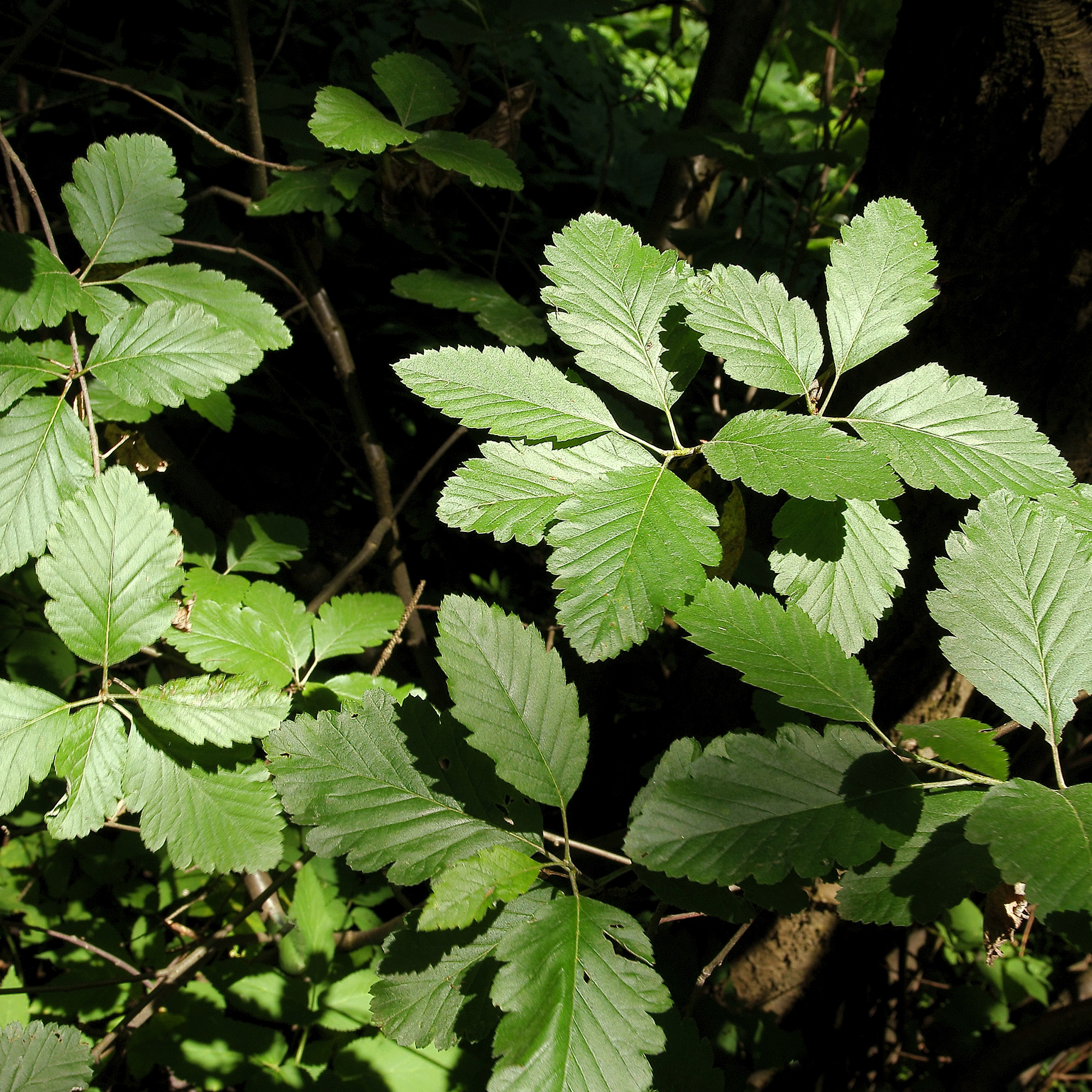 Häck Omnia Garden Häckoxel