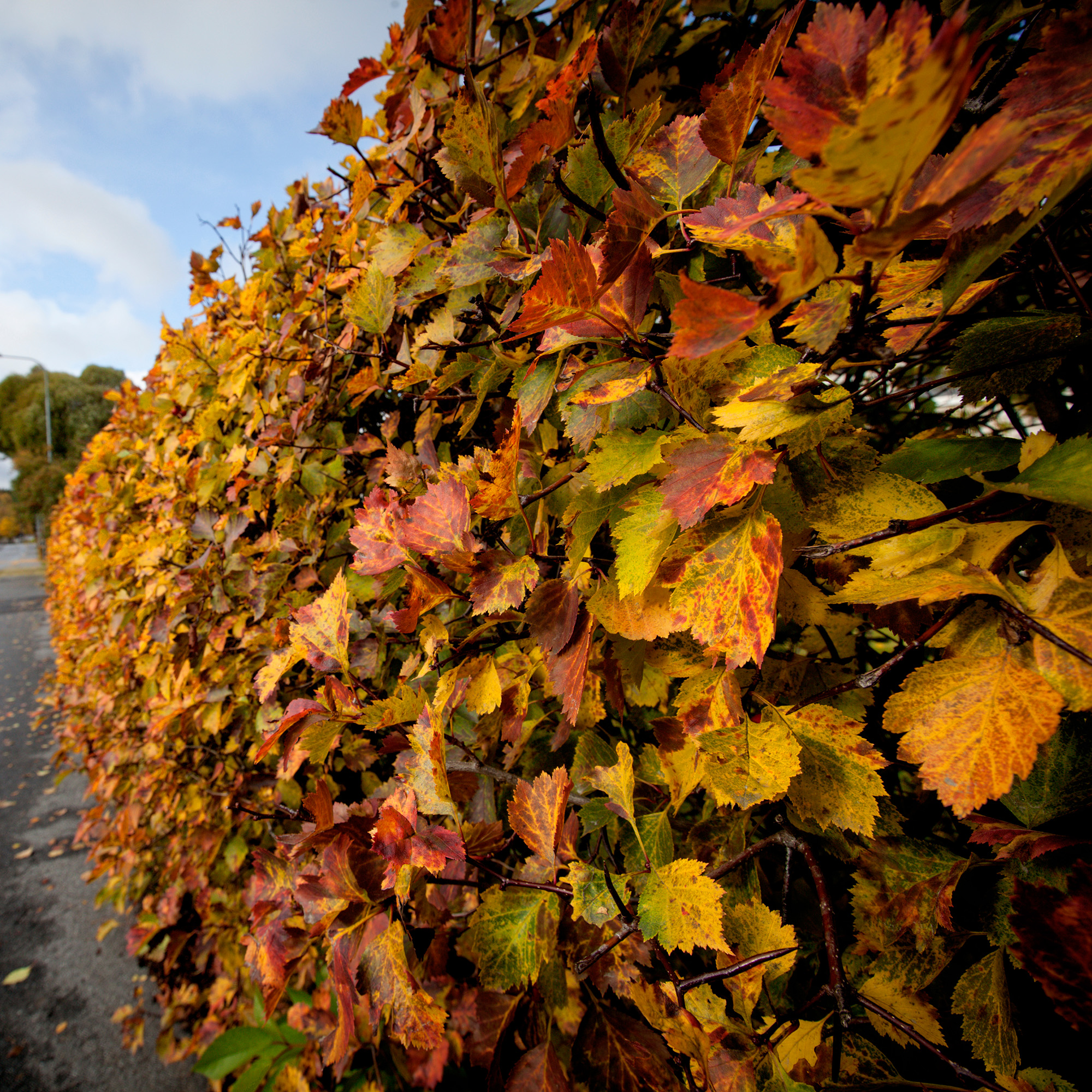 Häck Omnia Garden Häckoxel