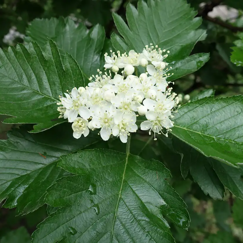 Häck Omnia Garden Häckoxel