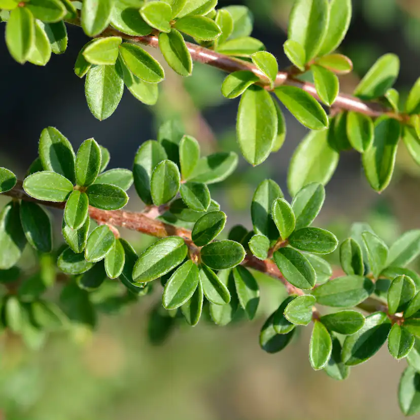 Häck Omnia Garden Svenskt Parkoxbär Coral Beauty