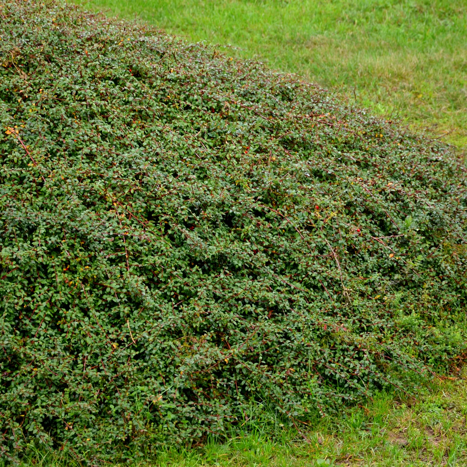 Häck Omnia Garden Svenskt Parkoxbär Coral Beauty
