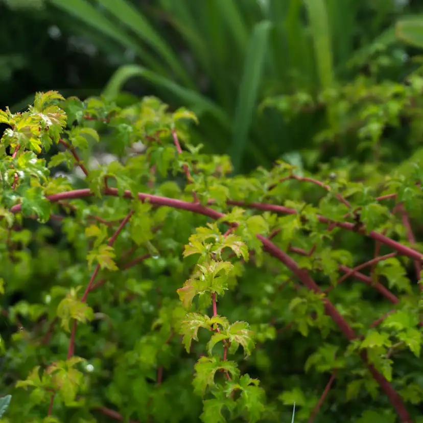 Buske Omnia Garden Stefanandra Liten