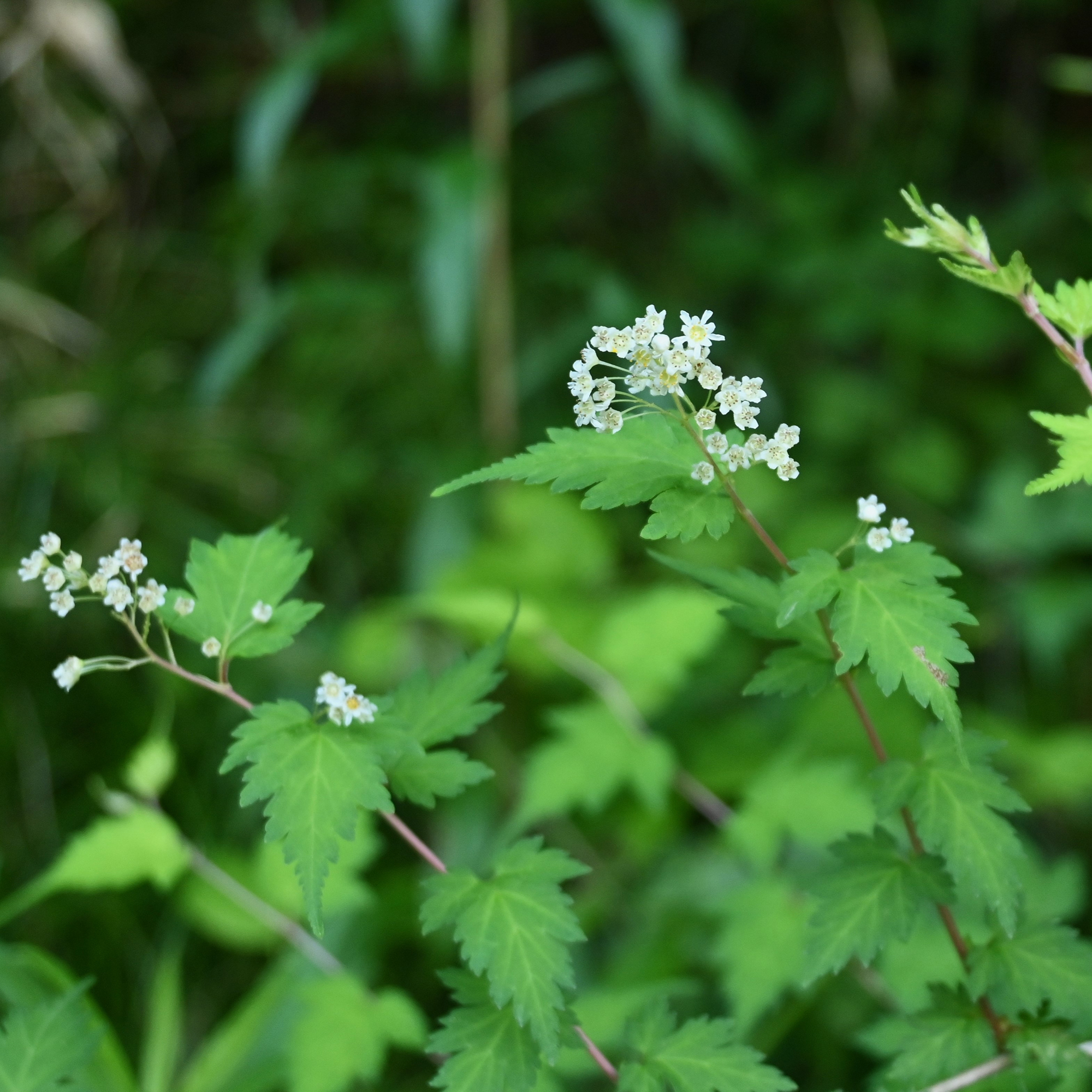 Buske Omnia Garden Stefanandra Liten