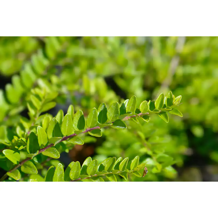 Prydnadsbuske Omnia Garden Myrtentry