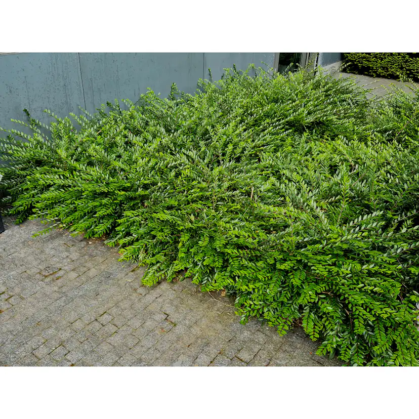 Prydnadsbuske Omnia Garden Myrtentry