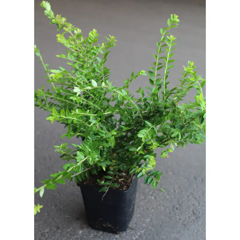 Prydnadsbuske Omnia Garden Myrtentry