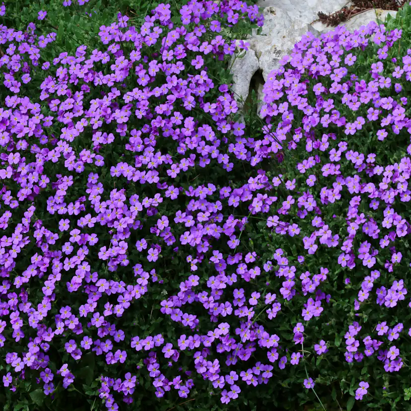 Planta Aubrieta Omnia Garden Blaumeise