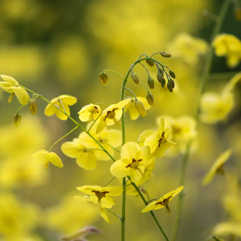 Marktäckare Blekgul Sockblomma Omnia Garden Sulphureum