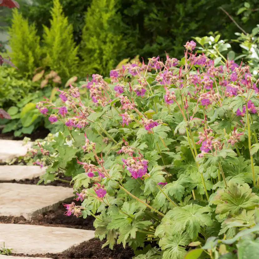 Marktäckare Flocknäva Omnia Garden Ingwersens Variety