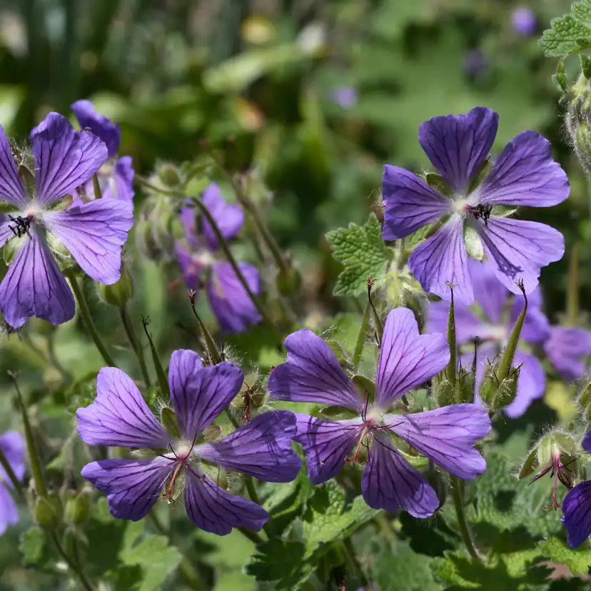 Marktäckare Nätnäva Omnia Garden Philippe Vapelle