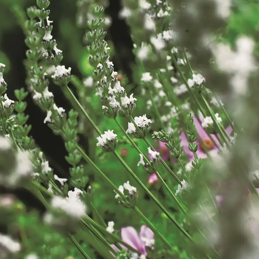 Lavendel Omnia Garden Edelweiss