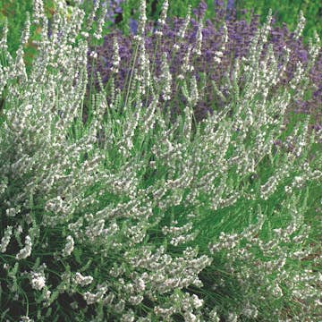 Lavendel Omnia Garden Edelweiss