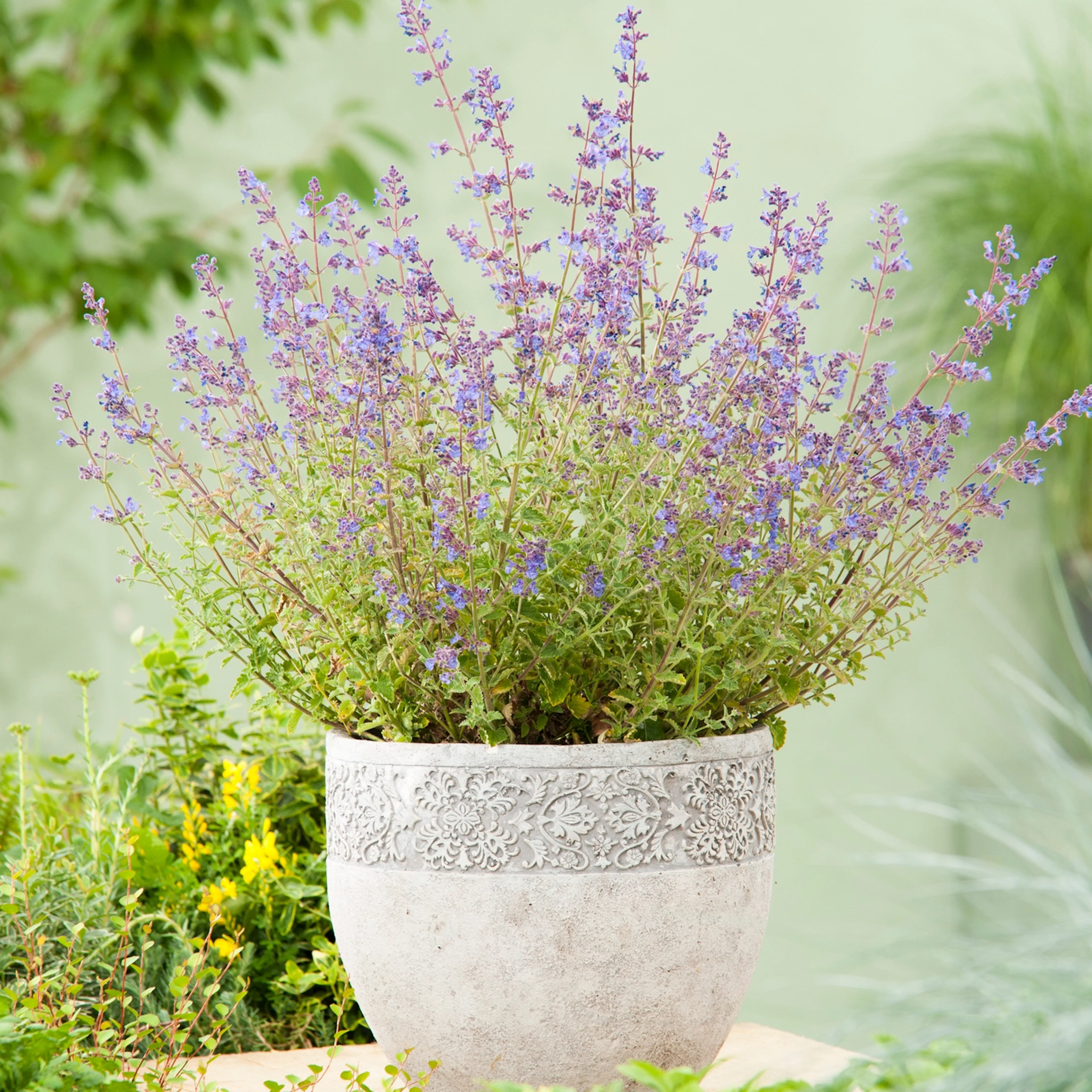 Planta Kantnepeta Omnia Garden Kit Cat