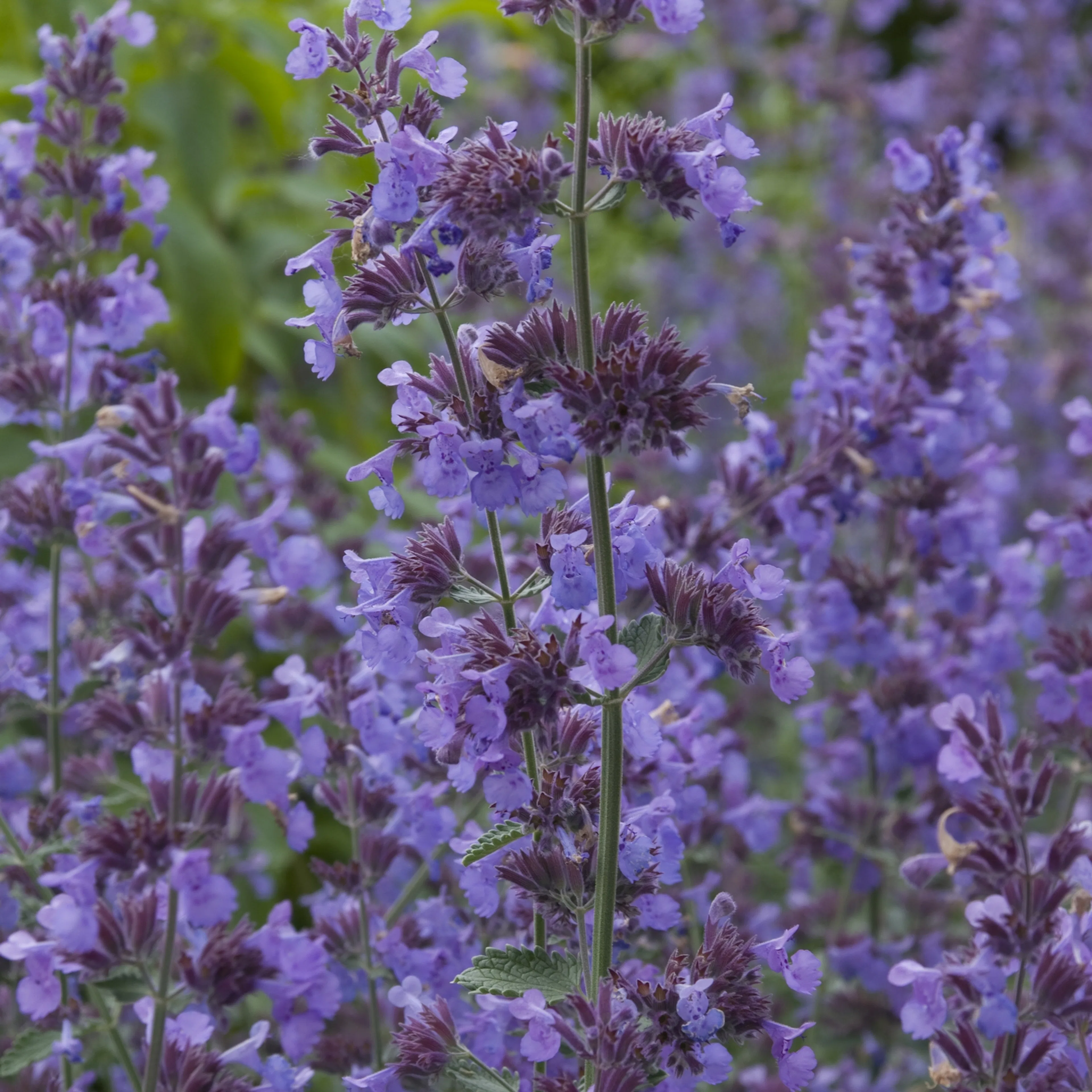 Planta Kantnepeta Omnia Garden Walker´s Low