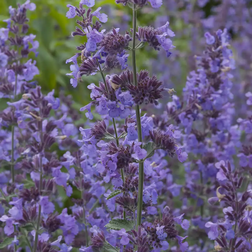 Planta Kantnepeta Omnia Garden Walker´s Low