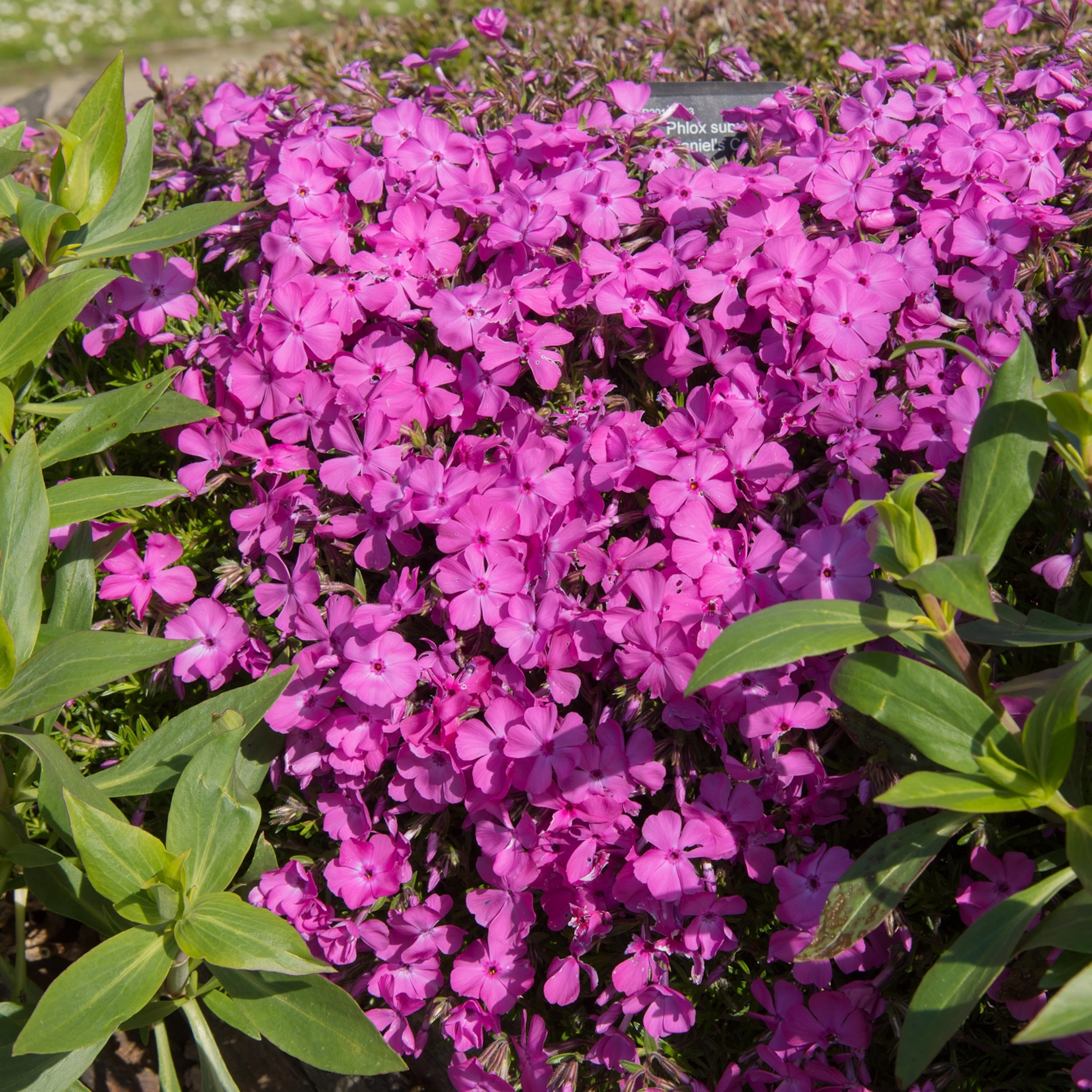 Planta Mossflox Omnia Garden Mcdaniel´s Cushion