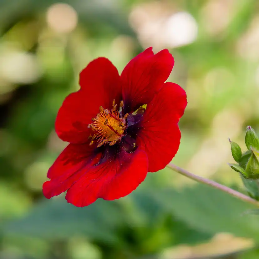 Planta Blodfingerört Omnia Garden
