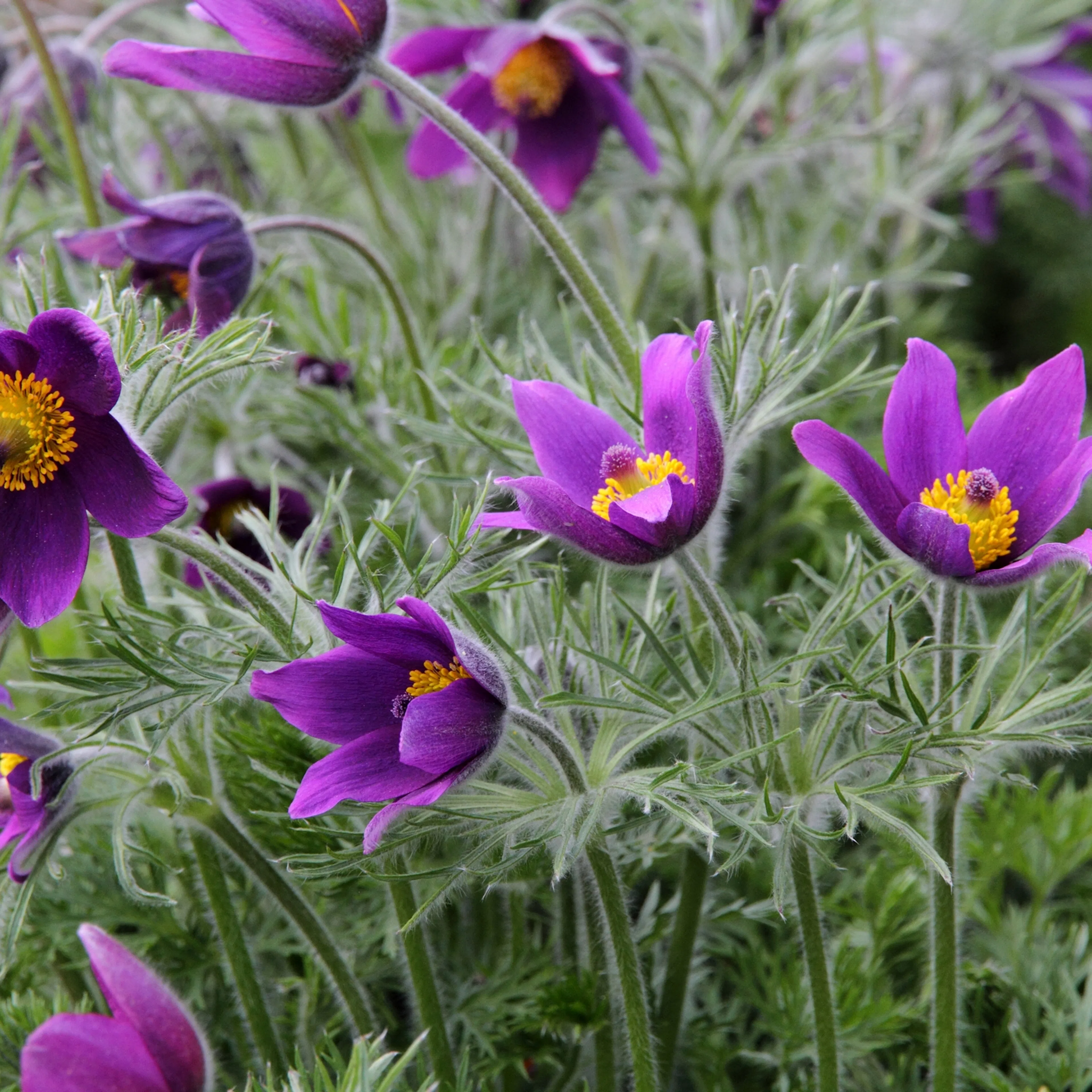 Planta Backsippa Omnia Garden