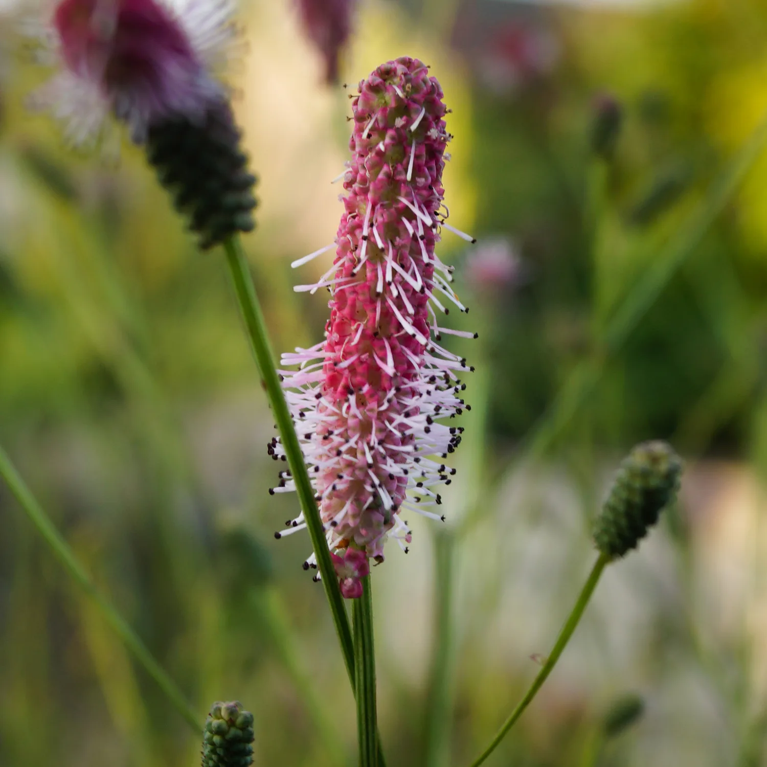 Planta Blodtopp Omnia Garden Pink Tanna