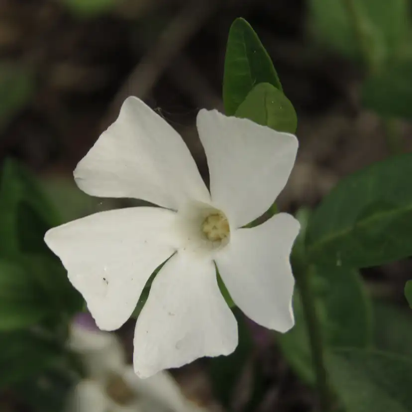 Marktäckare Vintergröna Omnia Garden Alba