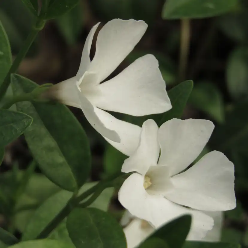 Marktäckare Vintergröna Omnia Garden Alba