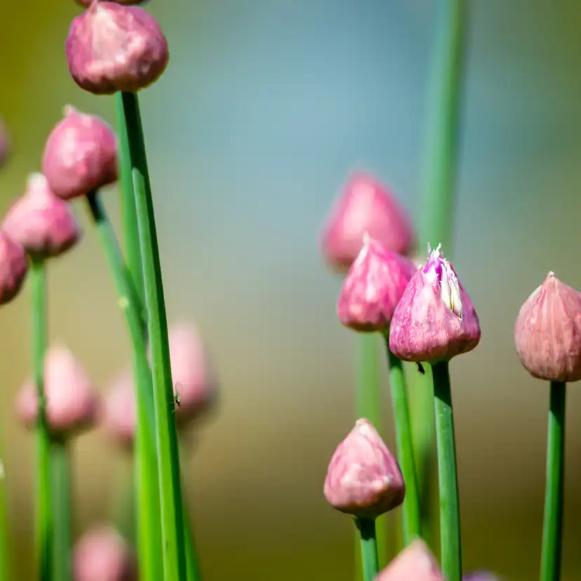 Gräslök Omnia Garden
