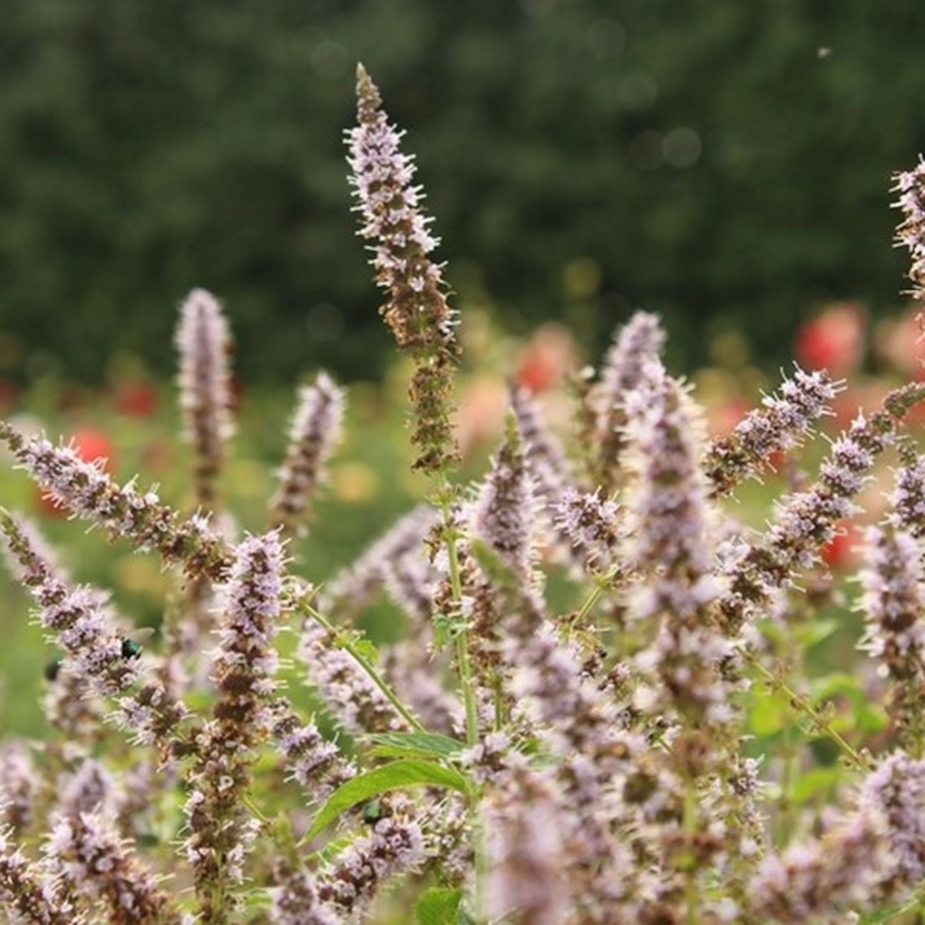 Grönmynta Omnia Garden Fägre