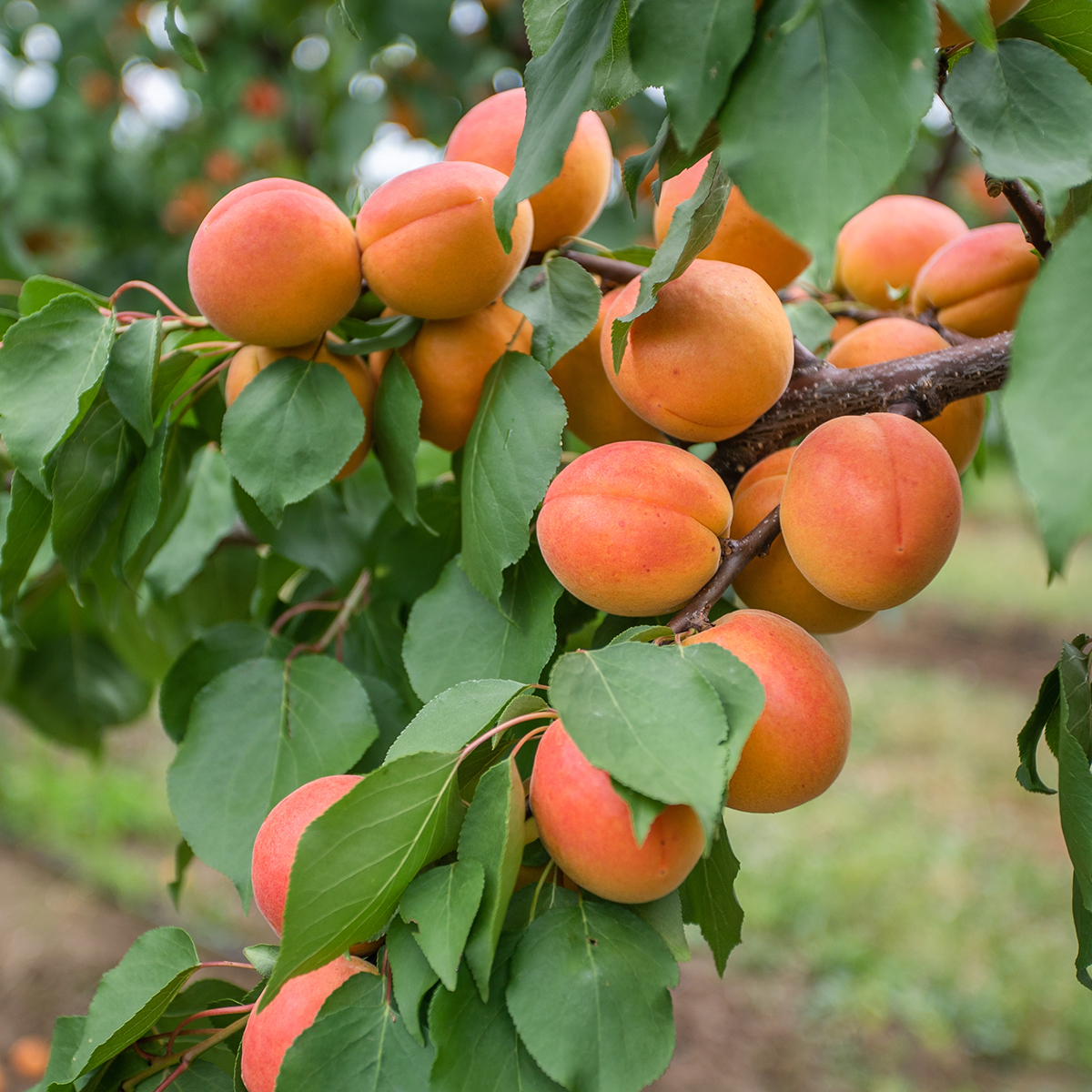 Aprikosträd Omnia Garden Orangered
