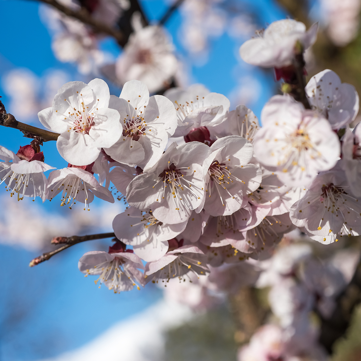 Aprikosträd Omnia Garden Orangered