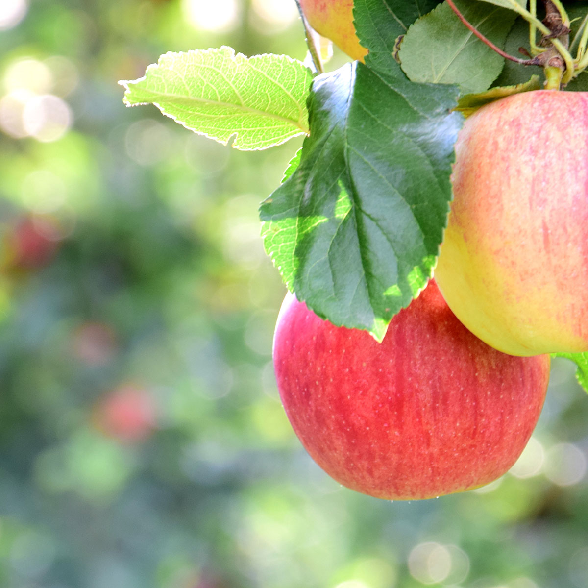 Äppleträd Omnia Garden Gyllenkroks Astrakan E