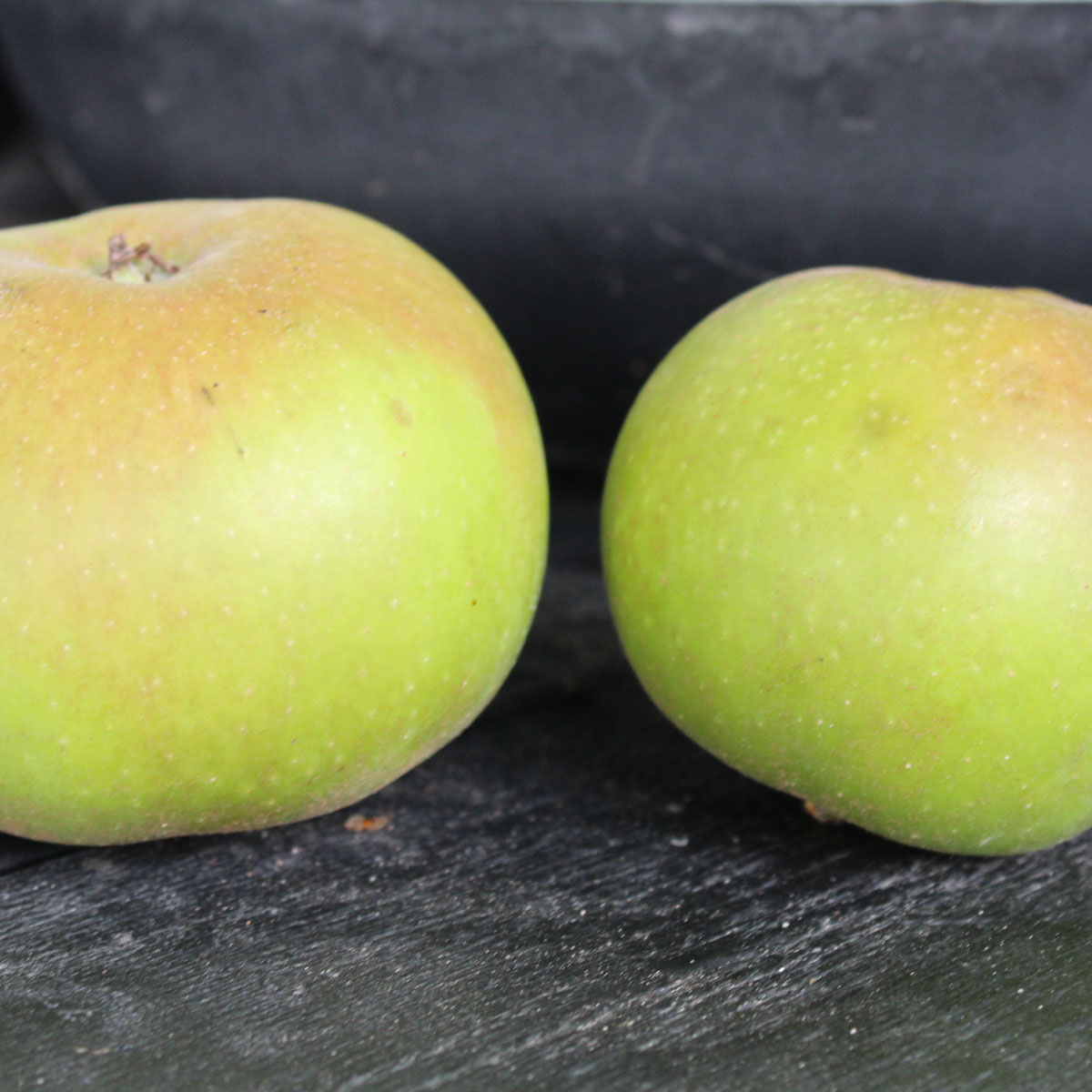 Äppleträd Omnia Garden Gyllenkroks Astrakan E