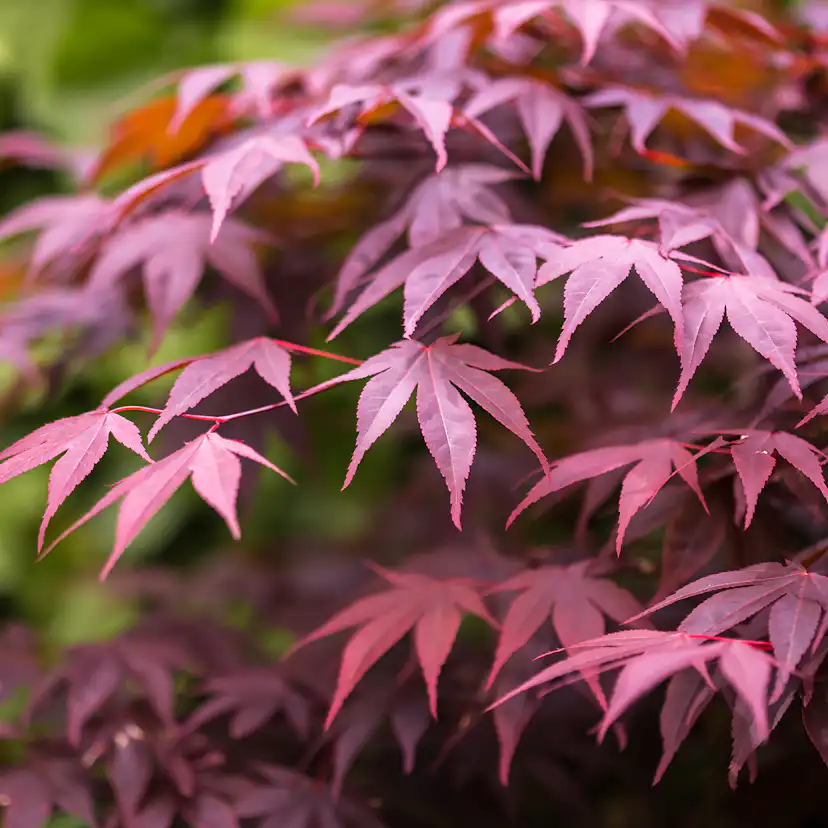 Prydnadsbuske Omnia Garden Japansk Lönn Bloodgood