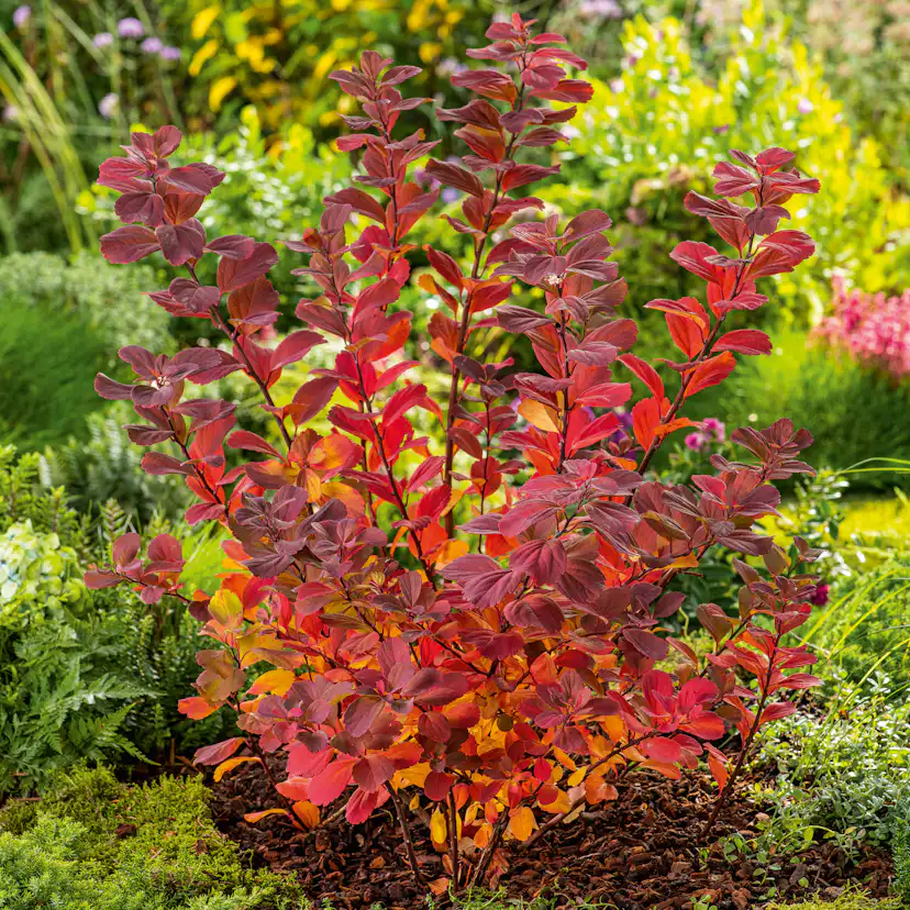 Planta Liguster Omnia Garden 30-50cm Krukodlade