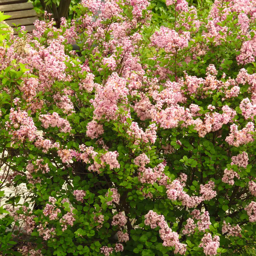 Planta Vit Ölandstok Omnia Garden 10-30cm Krukodlade