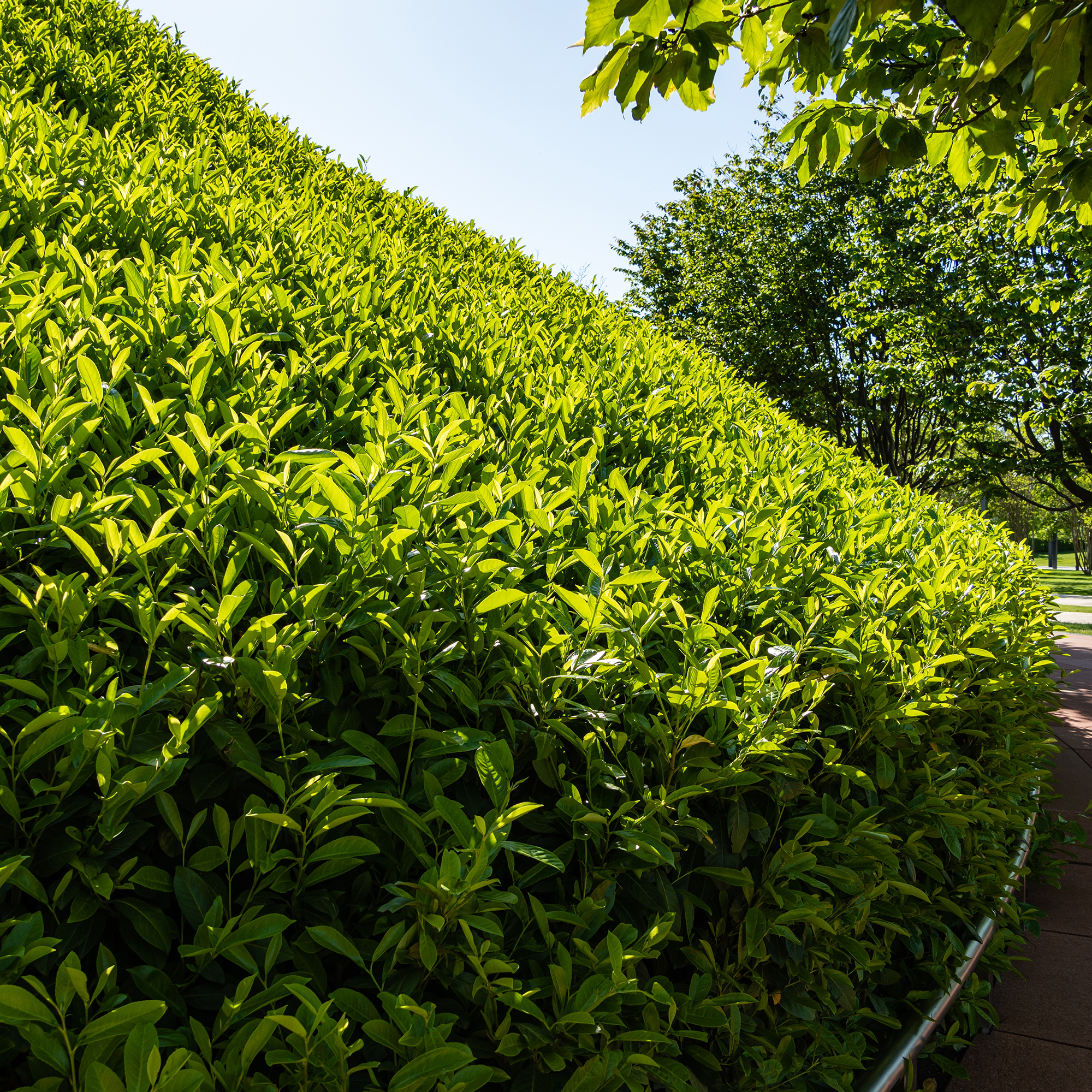 Häck Omnia Garden Lagerhägg Novita