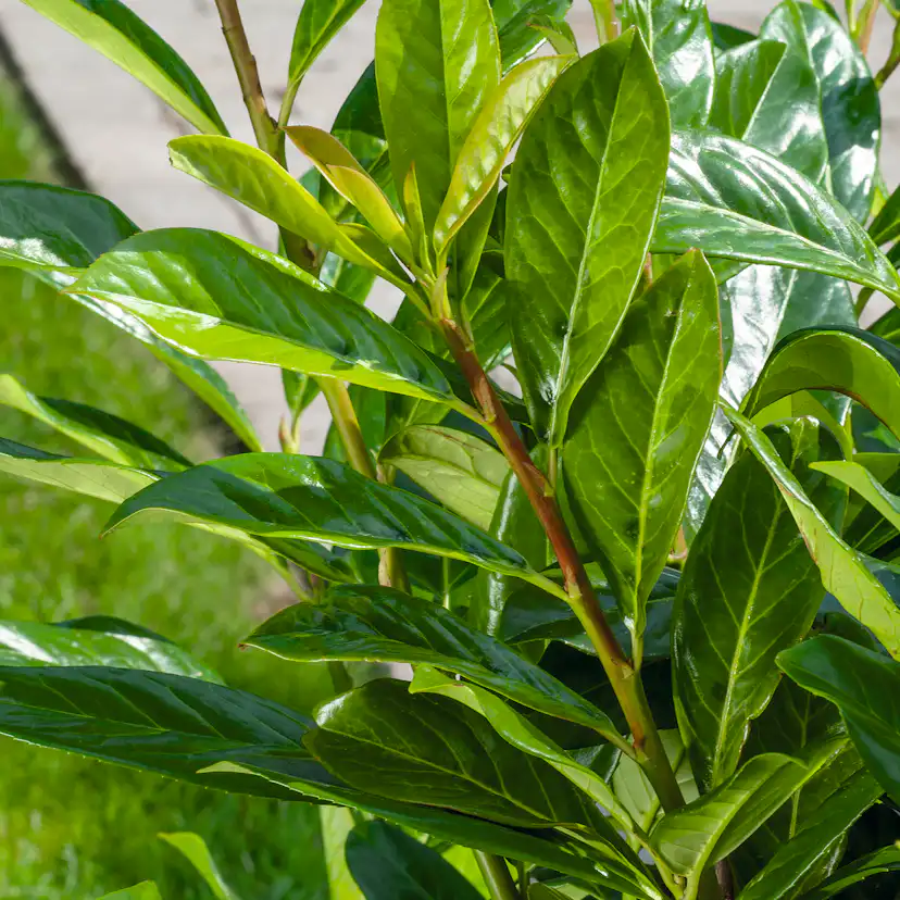 Häck Omnia Garden Lagerhägg Novita