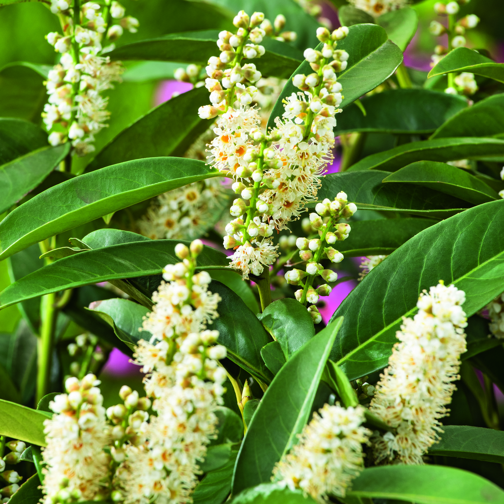 Häck Omnia Garden Lagerhägg Novita