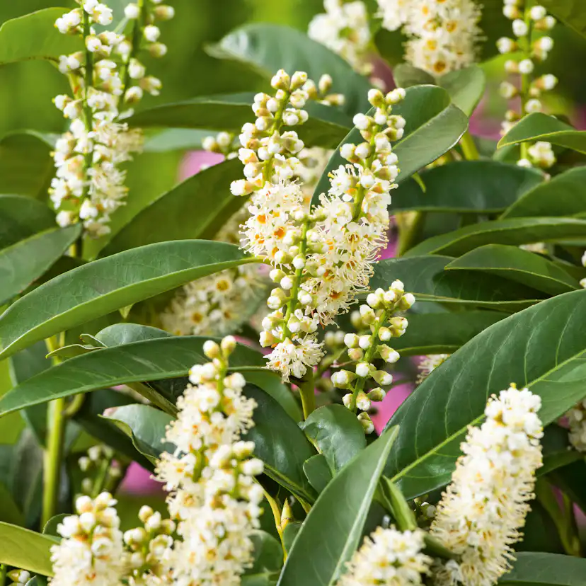 Planta Ölandstok Omnia Garden "Pink Beauty"