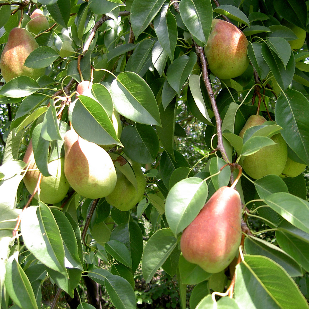 Päronträd Omnia Garden Pepi